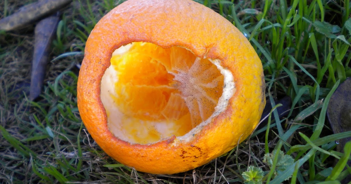 Tending The Veggies . . . What's Been Eating My Oranges?