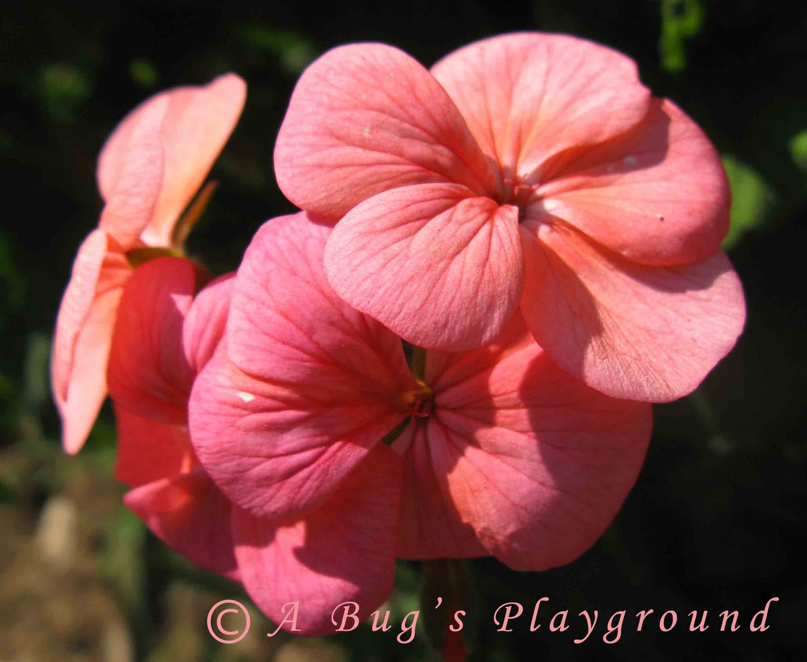 Pink Geranium Flower