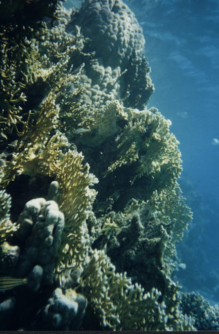 barriera corallina