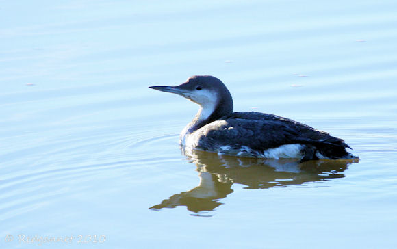 common loon facts. tattoo Common loon, the