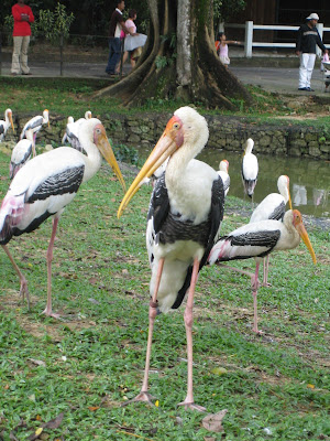 Stork