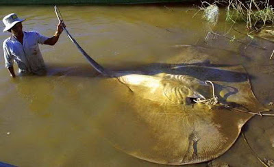  ikan air tawar raksasa yang terancam punah 10 ikan raksasa air tawar terancam punah