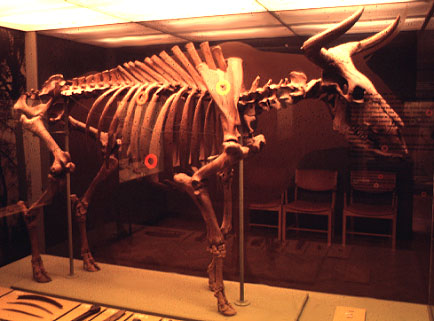 Aurochs+skeleton 10 Spesies Hewan yang Menakjubkan yang telah Punah