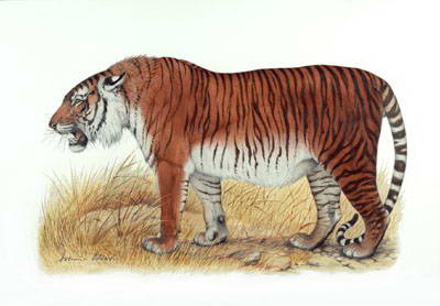 caspian tiger 162072 10 Spesies Hewan yang Menakjubkan yang telah Punah