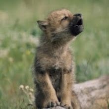 Pup Howling