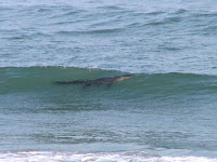 alligator ocean