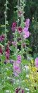 Hollyhock Hollyhock