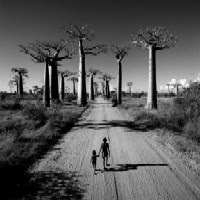 Allée des Baobabs Chris Simpson