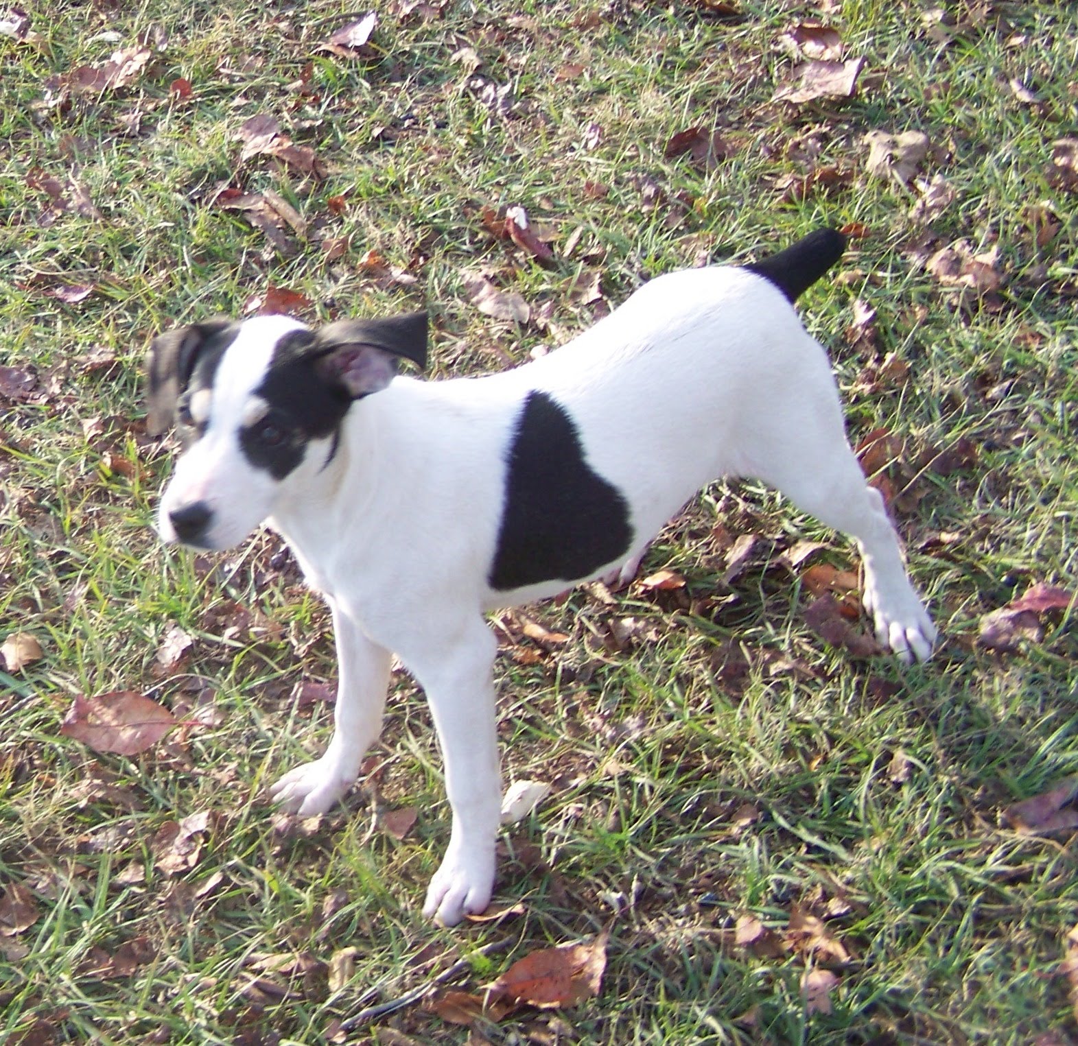 squirrel hunting dog