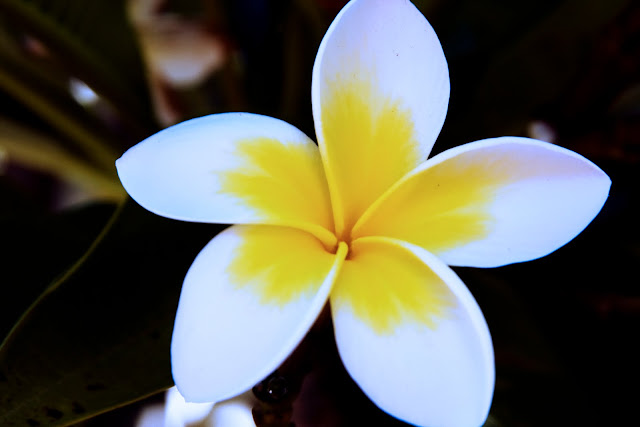 Beauty in the Midst of Turmoil