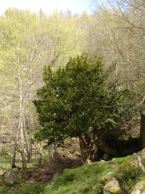 [teixo_SEstrela.JPG]