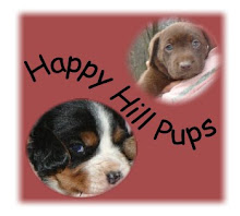 Happy Hill Pups