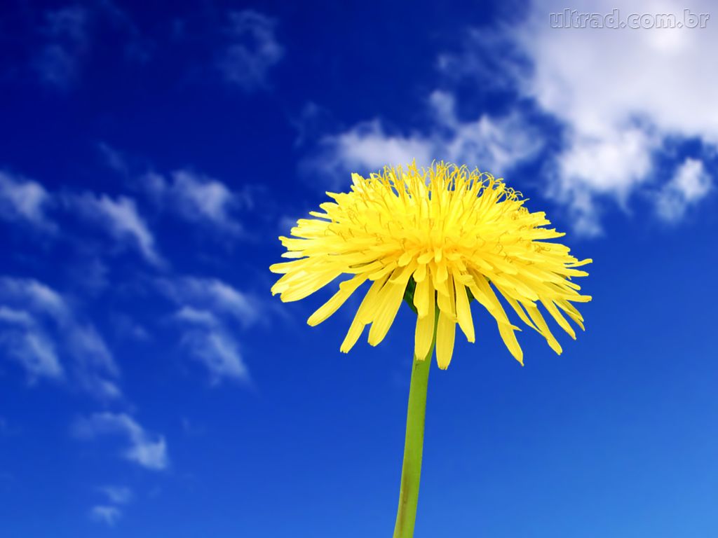 [56311_Papel-de-Parede-Flor-Amarela--56311_1024x768.jpg]