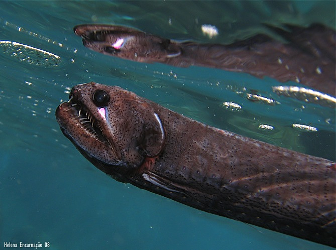 [echiostoma7523_filtered.jpg]