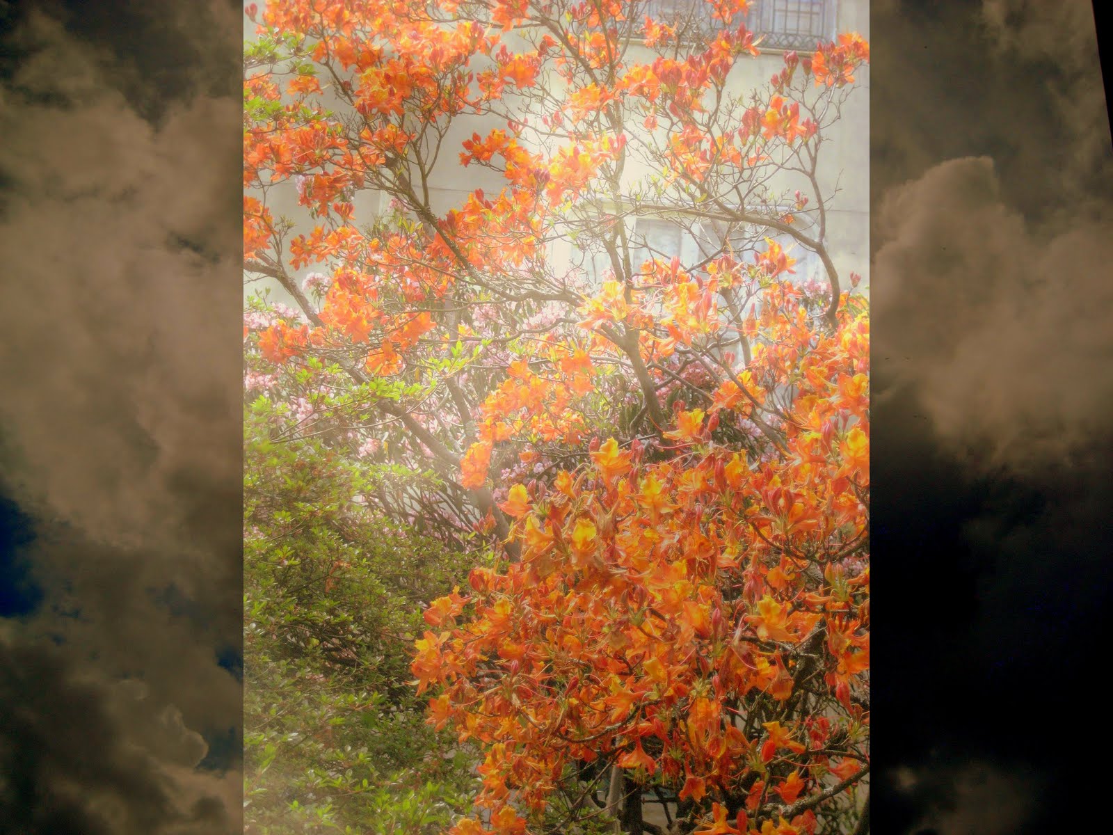 [botanico-+2.jpg]