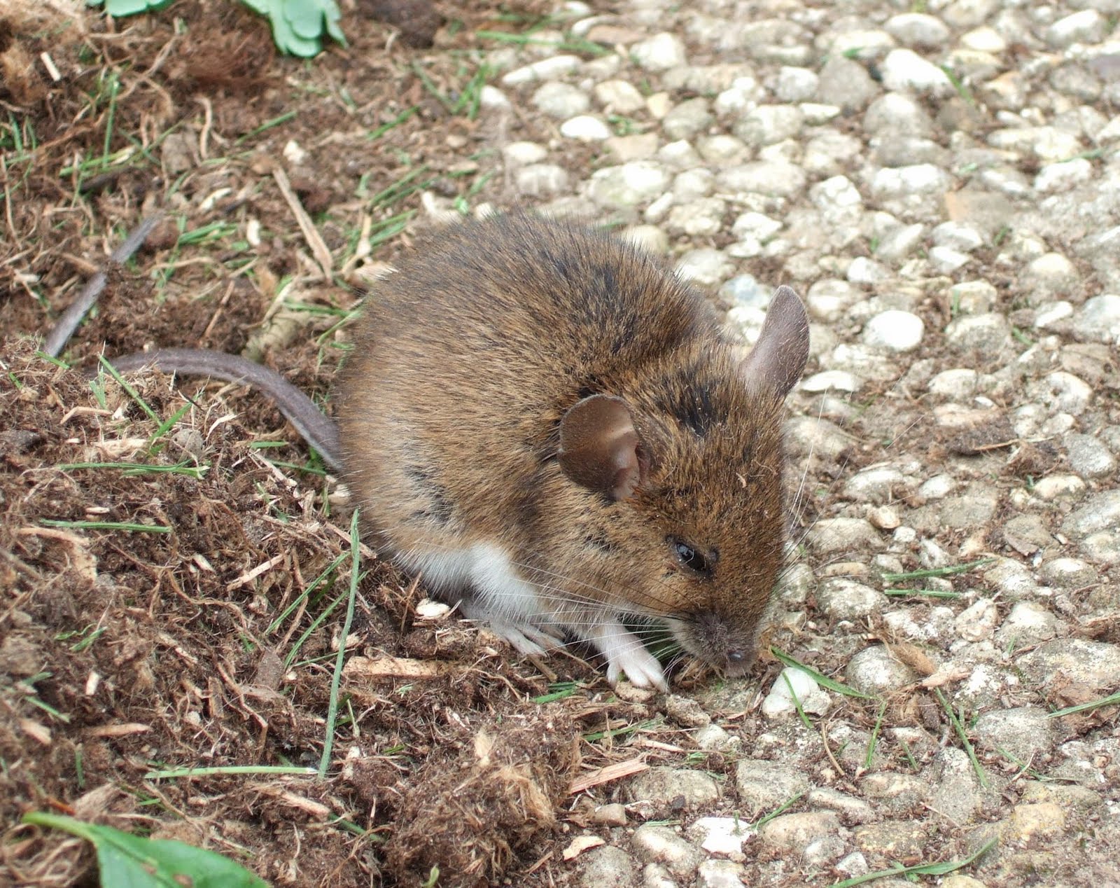 JURA GARTEN Eine Maus, eine Maus, wo kam sie heraus&hellip;&hellip;