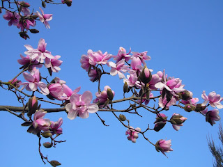 magnolia bloom morrab gardens penzance