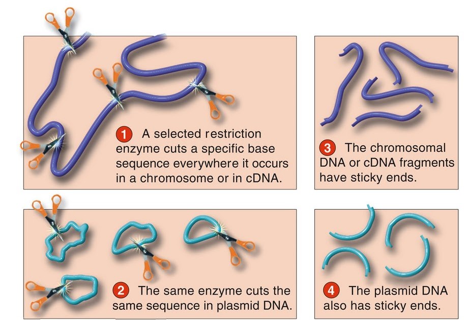 ONU Biology 210 Lecture, chapter 13 Cloning and DNA