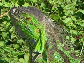 camaleon3.bmp