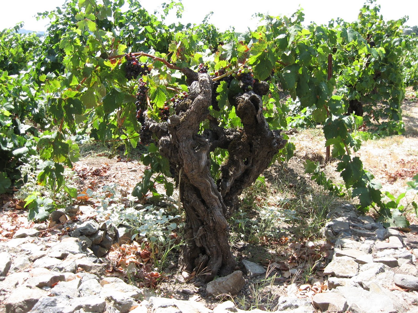 [zinfandel-ridge2.jpg]