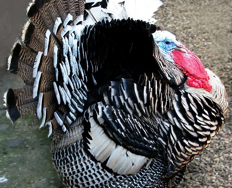 Reform Dem Give Thanks for Turkey Basters