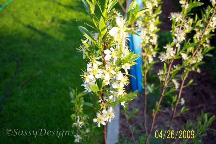 [Garden4.jpg]