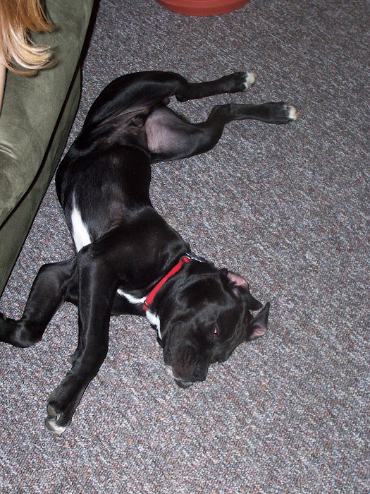 RUFUS SLEEPING... AWKWARD!