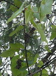 Grape berries at Temascaltepec, México