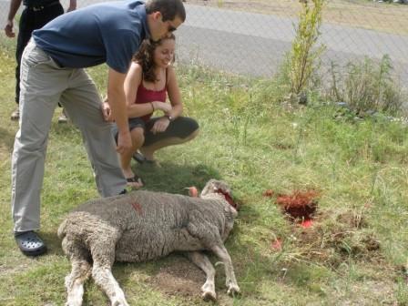[Sheepblog4.jpg]