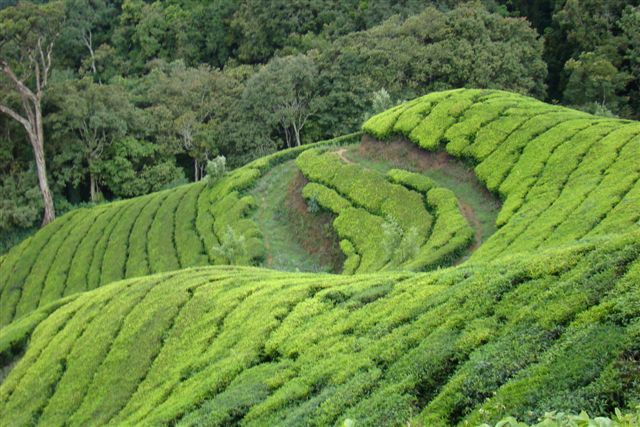 Kerala Munnar Photos