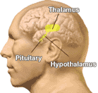 Kelenjar Pituitary