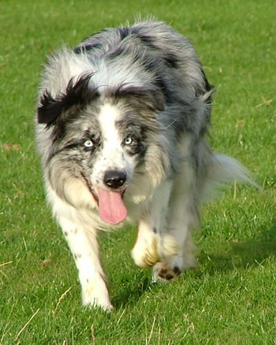 Border Collie Blue+merle+border+collie