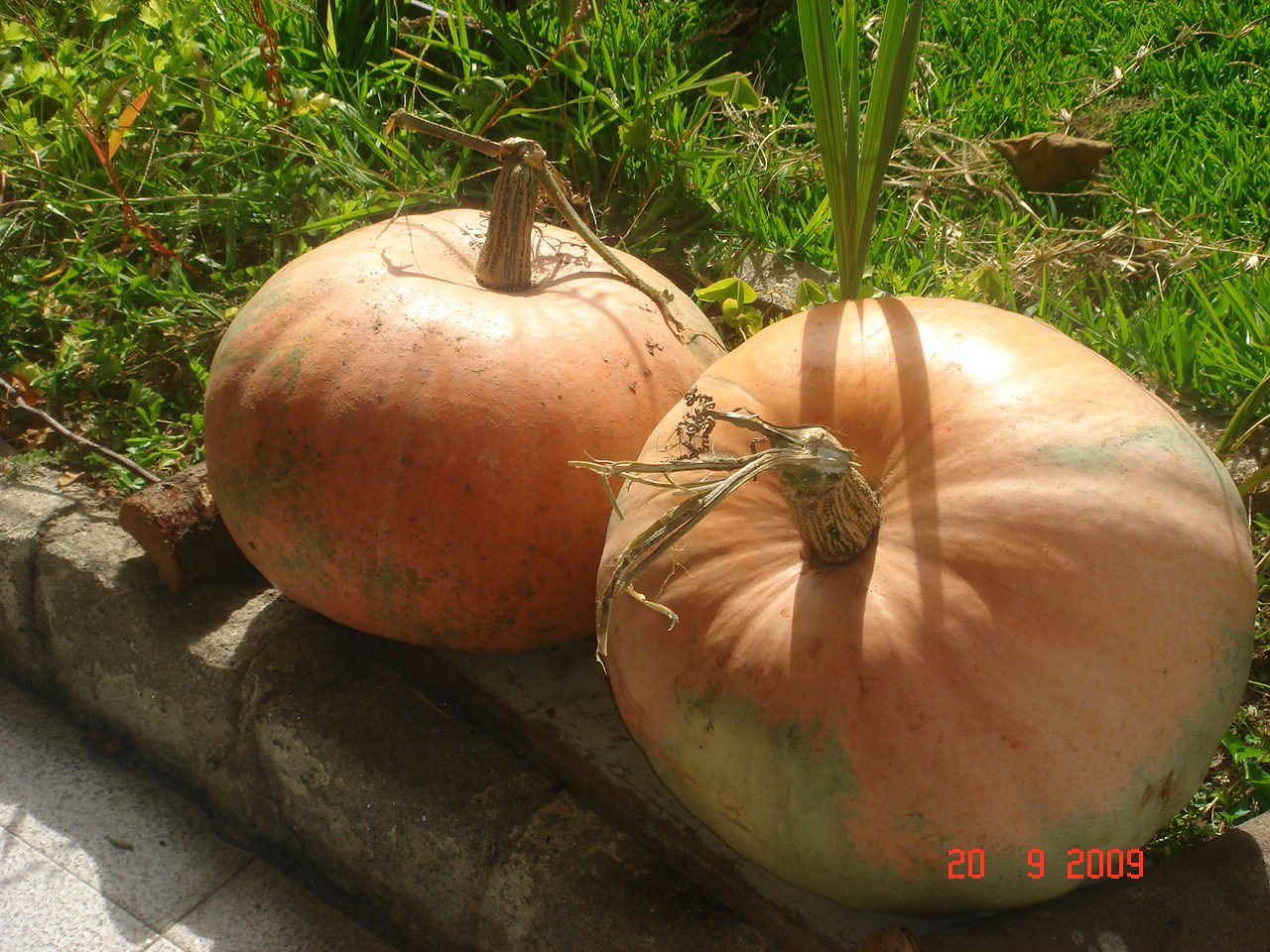 [DSC09086.JPG]