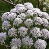 Water Hemlock