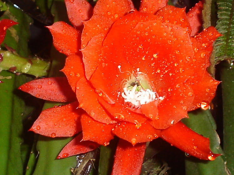 cactus orquidea - epiphillum Vermelha