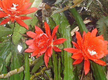 cactus orquidea - vermelha