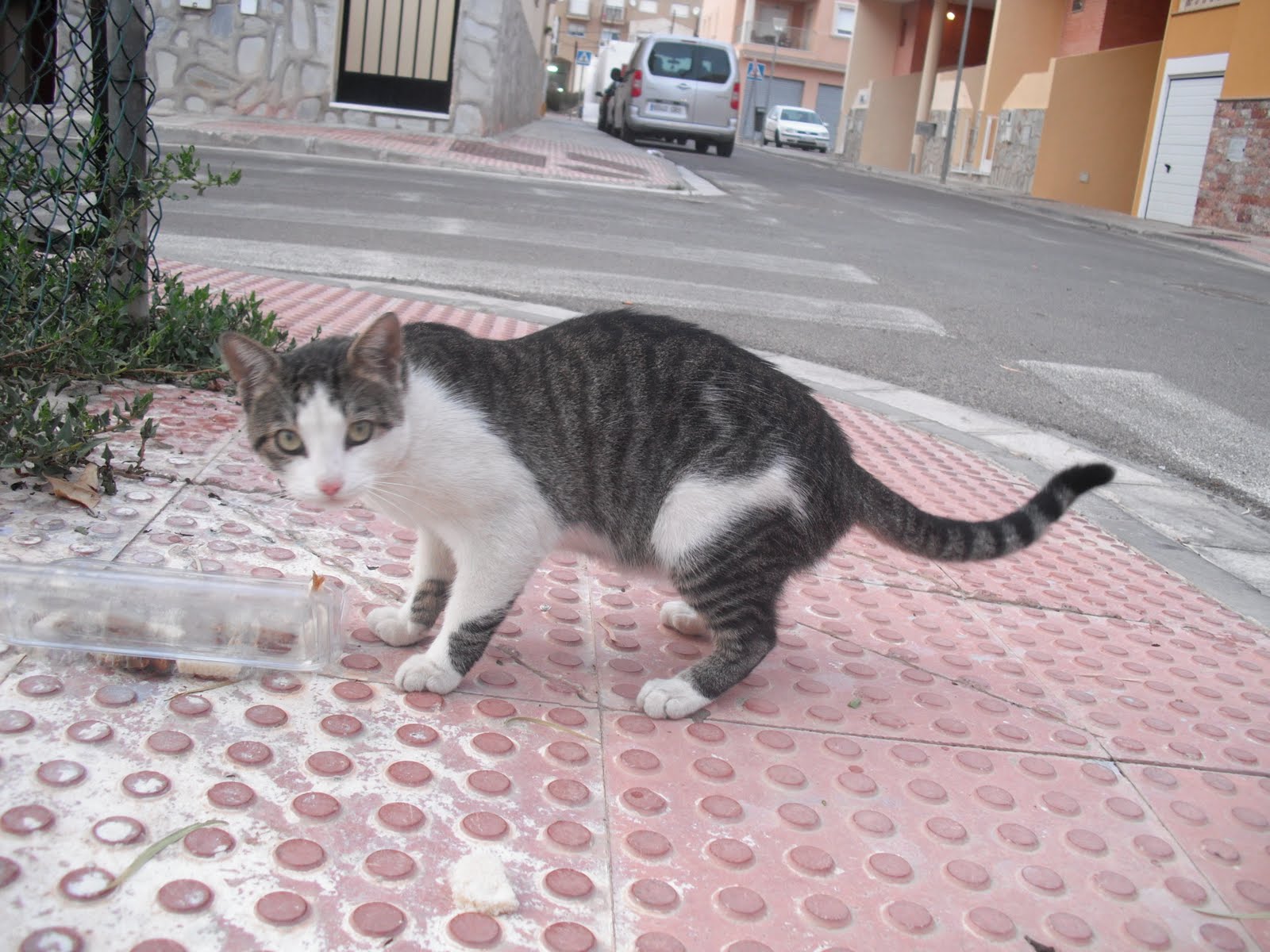 Resultado de imagen de GATOS CALLEJEROS EN ALMERIA