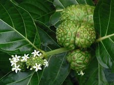 Morinda Citrifolia ou NONI