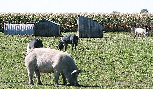 [Pig+lot+with+5+pigs,+dry+corn+in+background.jpg]