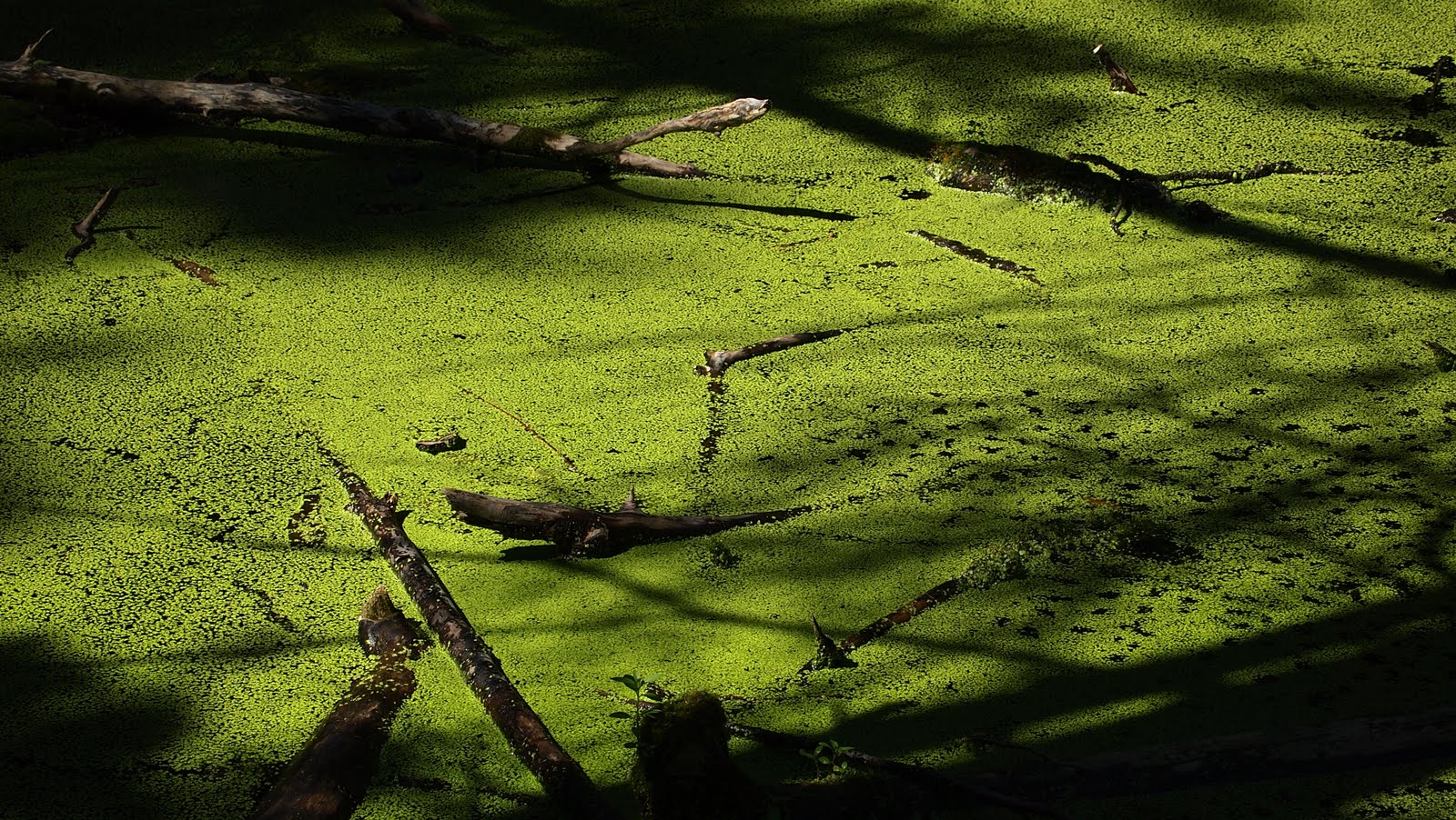 imager’s blog Even stagnant ponds have their charm.