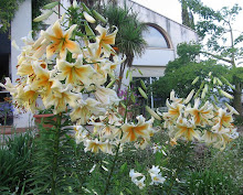 Lilium