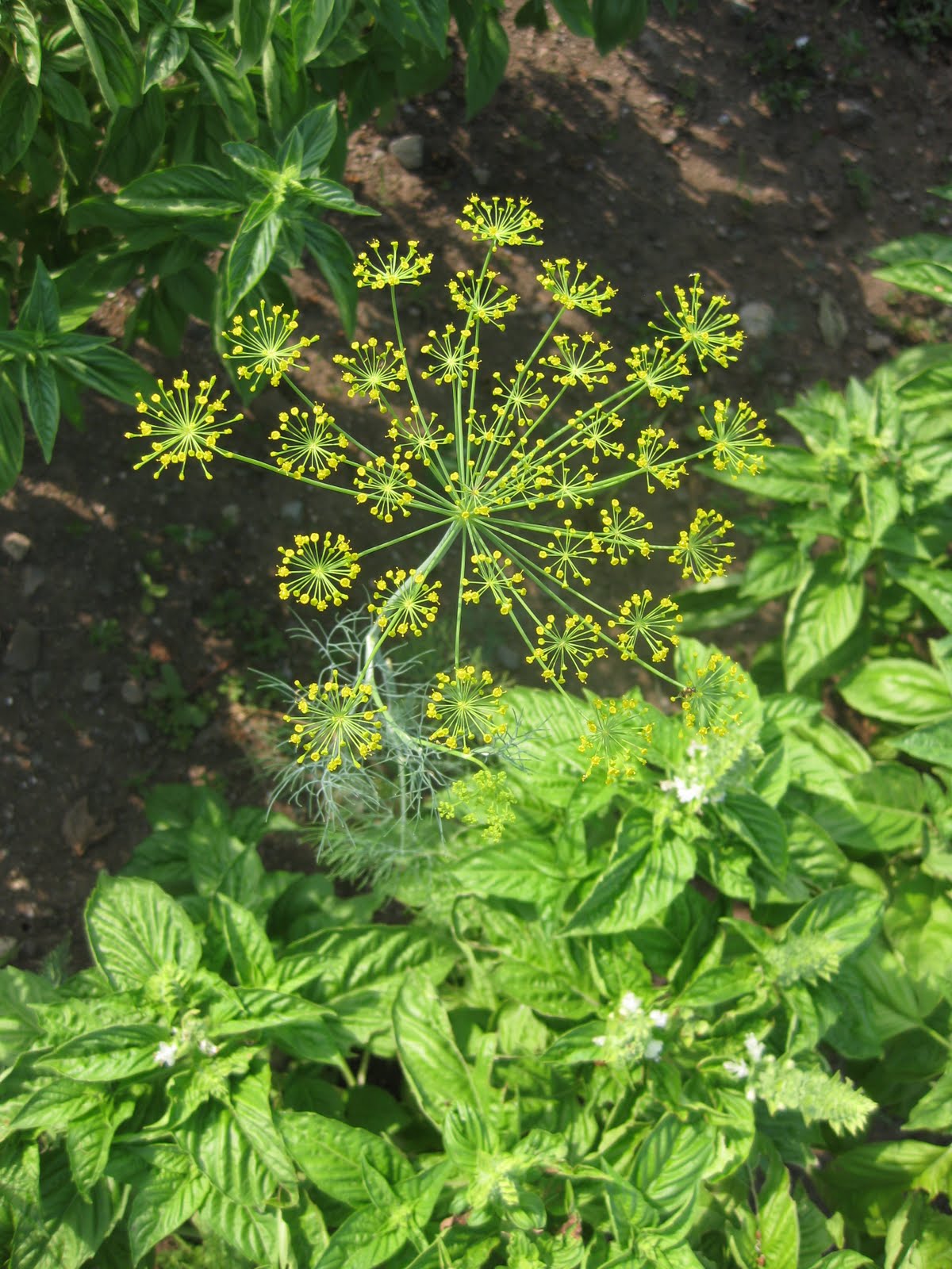 Waltham Fields Community Farm Featured Learning Garden Crop Herbs