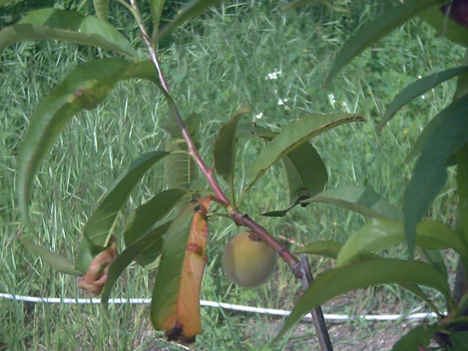 [PICT0353.JPG]