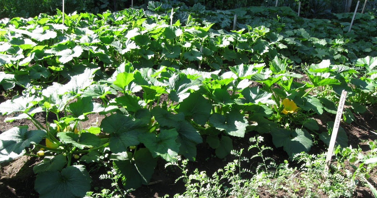 Our Subsistence Pattern Hand Pollination of a Zucchini
