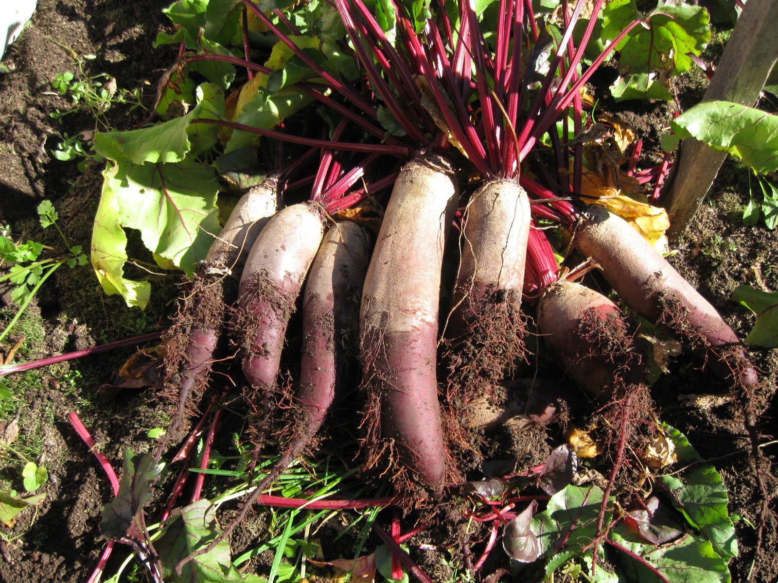 Our Subsistence Pattern Harvesting Beets and Carrots
