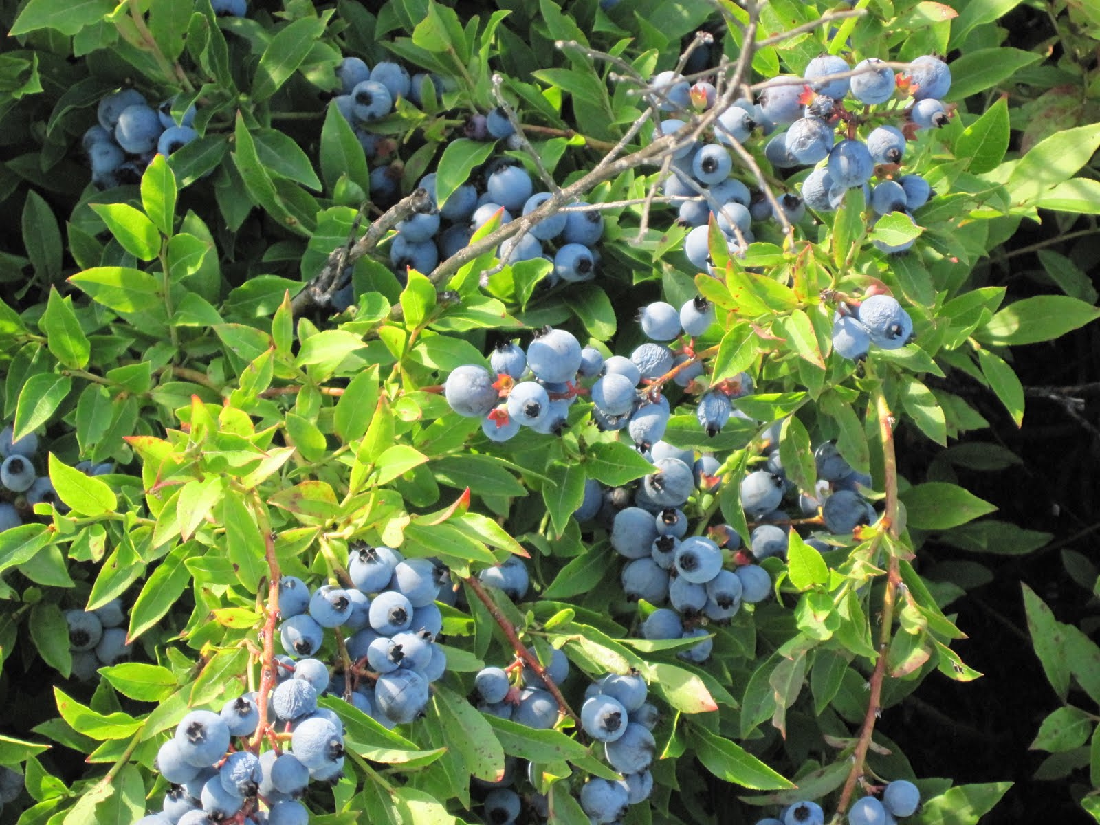 Wild Maine blueberries ready for summer harvest so GOOD Wild maine