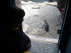 A very friendly little blue penguin