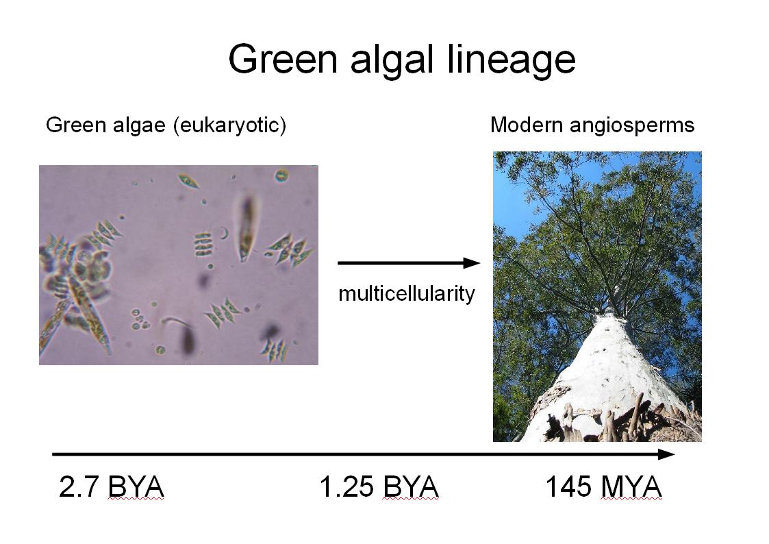 MY GROWING PASSION The Evolution of Chloroplasts endosymbiosis and