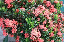 santan (Ixora coccinea)