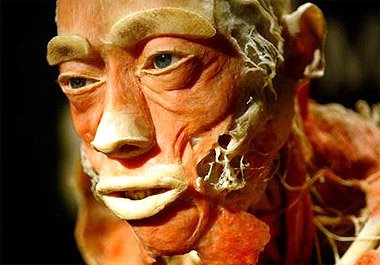 ANATOMIA HUMANA